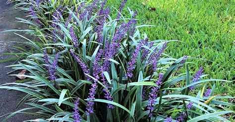 Liriope Muscari Care: Growing The Giant Liriope Plant