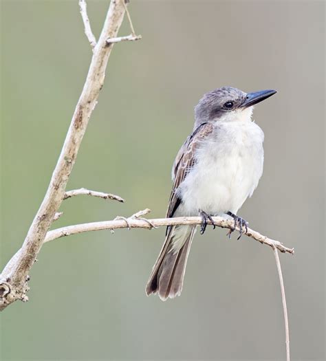 Bird Watchers’ Corner – Stabroek News