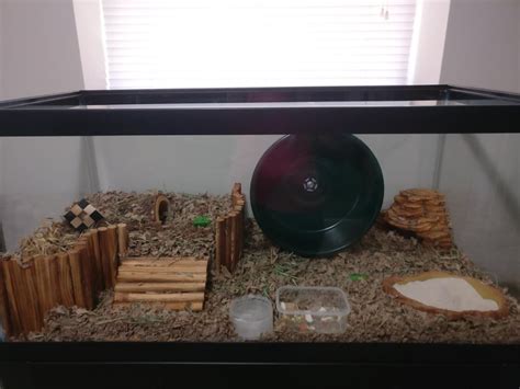 Rate my cage setup? : hamsters