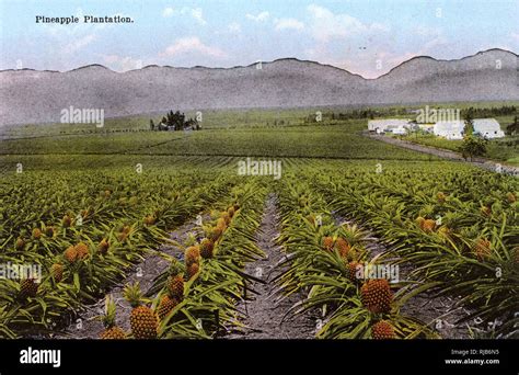 Honolulu, Hawaii, USA - Pineapple Plantation Stock Photo - Alamy