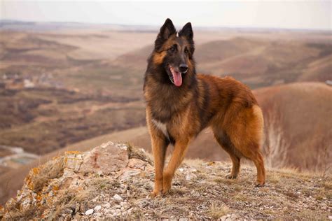 Best Belgian Tervuren Dog Food - Spot and Tango