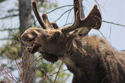 circles... all the way down: Honeymoon Days 8-9: Grand Teton National Park