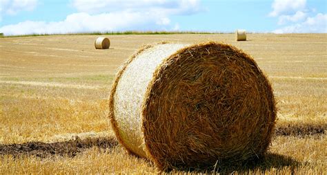 Straw Hay Harvest - Free photo on Pixabay