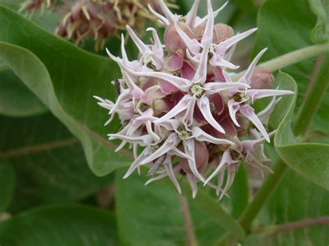 How to Choose Which Milkweed to Plant - Save Our Monarchs