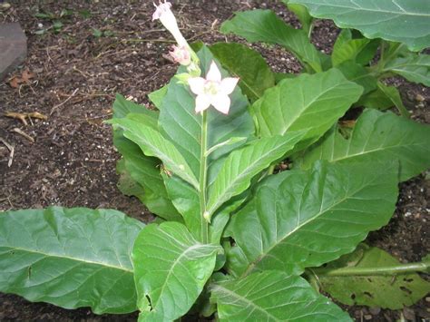 Yard, Garden & Outdoor Living 1000 Black Mammoth Tobacco Seeds ~ Heirloom Nicotiana Tabacum ...