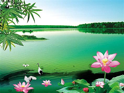 Free Natural, Lotus, Landscape Background Images, Fresh And Natural ...