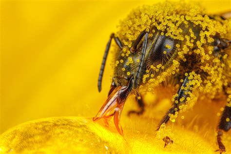 3840x2160 resolution | bee on flower, macro, insect, hymenoptera, pollen HD wallpaper ...