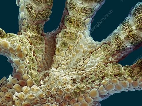 Gecko foot, SEM - Stock Image - Z762/0101 - Science Photo Library