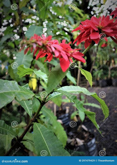 The Red Flower of the Chaconia in the Farmer S Garden Stock Image - Image of segments, planted ...