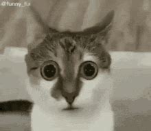 Confused Cat GIF - Confused Cat Face - Discover & Share GIFs