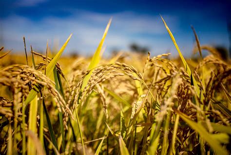 Company hopes rice harvest the first of many | Farmtario