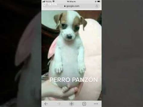 el perro panzón - YouTube