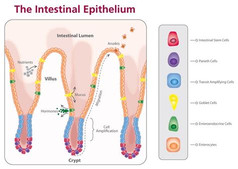 crypts of lieberkuhn - Google Search | usmle | Stem cells, Cord blood banking, Regenerative medicine