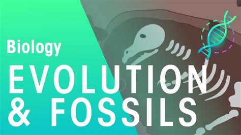 Fossil Record Evidence For Evolution