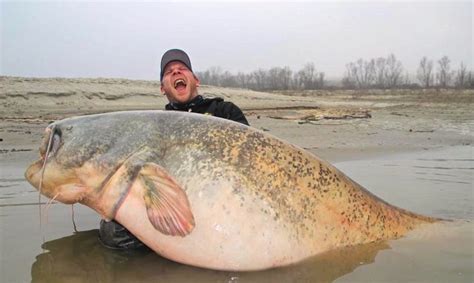 Biggest Fish In The World Caught