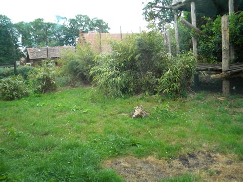 Sumatran Tiger enclosure at Chester Zoo 11/06/11 - ZooChat