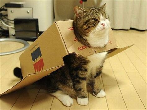 Cat Box – 1Funny.com