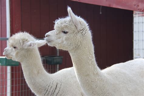 Alpaca photos — East Coast Alpacas