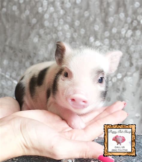 Pin on Teacup Juliana Dalmatian Piglets for Sale