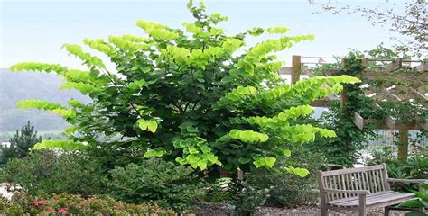 Different Types of Redbud Tree Varieties - All Kinds of Species - EmbraceGardening