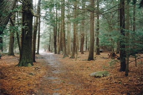 Walking Alone in the Woods - North and South Rivers Watershed Association