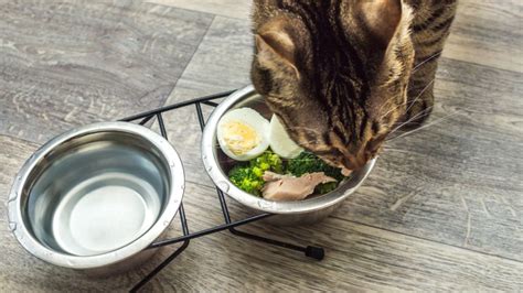 How To Choose Cat Food for Kidney Disease - The Cat Bandit Blog