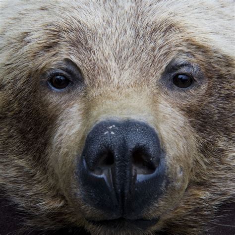 Who Nose: 21 Close-Up Photos From Across the Animal Kingdom - The Shutterstock Blog