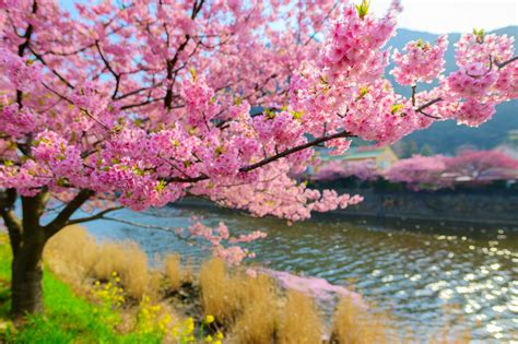 The beautiful Sakura season in Japan | Sakura tree, Japan sakura, Japan ...