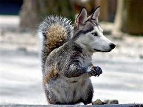 Curious, Funny Photos / Pictures: Funny hybrids of different animals ...