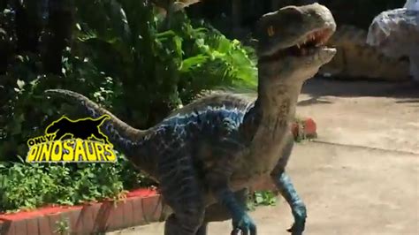 Animatronic dinosaur velociraptor blue - YouTube