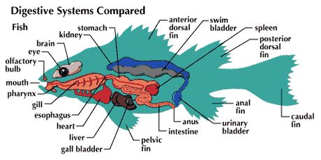 Assignment - Digestion in fish