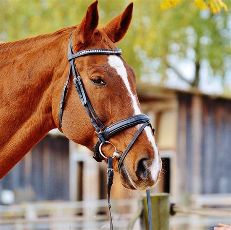 Ảnh miễn phí: Ngựa, Động Vật, Cưỡi Ngựa - Ảnh miễn phí trên Pixabay - 1006566