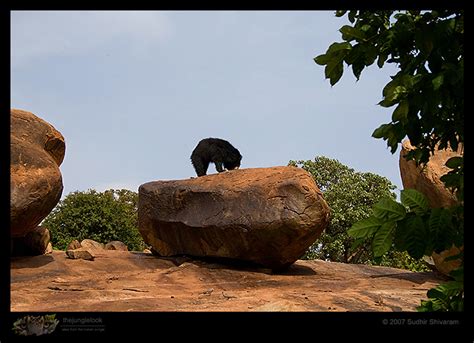 TheJungleLook - Tales from the Indian Jungle - _MG_2309-Sloth-Bear-in-Habitat.jpg