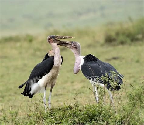 Marabou Stork - Facts, Diet, Habitat & Pictures on Animalia.bio