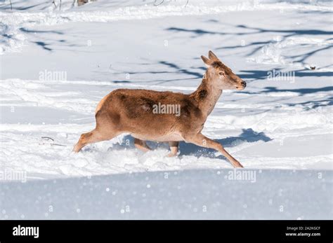 Deer tracks snow hi-res stock photography and images - Alamy