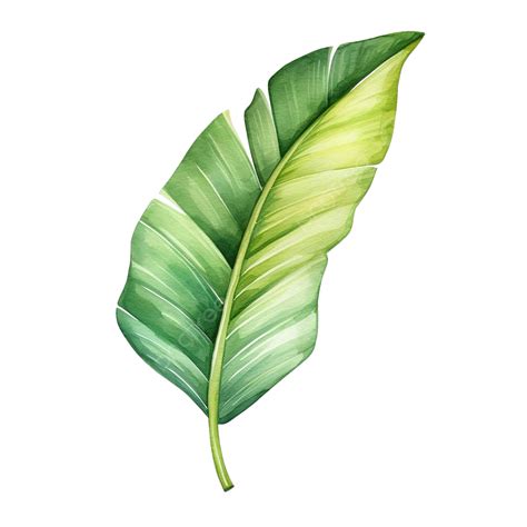 Cutout Banana Leaf Simplicity Watercolor Painting, Banana, Leaf, Watercolor PNG Transparent ...