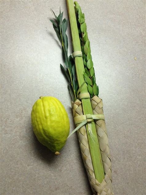 Etrog & lulav Etrog, Sukkot, Synagogue, Ark, Tablescapes, Celebrities, Jewish Art, Pictures, Celebs