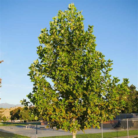 Tuliptree Trees for Sale at Arbor Day's Online Tree Nursery - Arbor Day ...