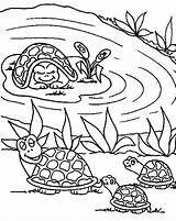 Pond Coloring Pages Printable Sketch Page sketch template