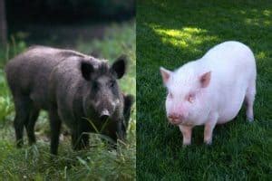 Difference Between Hog and Pig - Essential Insights About Pigs ...