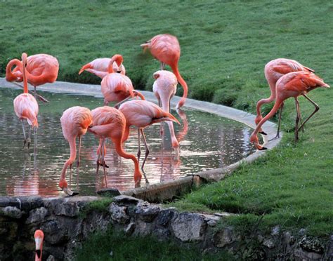 Flamingo Flock Photograph by Ann WJ White | Fine Art America