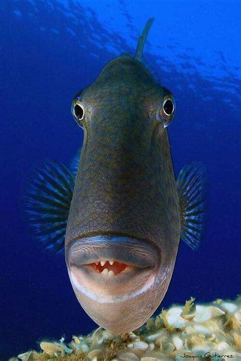 Pin by victoria on Sea Life | Ocean creatures, Fish pet, Animals