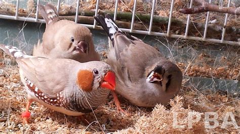 Baby Zebra Finch Care | Zebra finch, Baby zebra, Pet birds