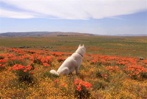 John & Wolf - Antelope Valley Poppy Fields, CA / March 2015