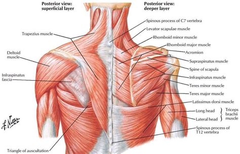 Beautiful illustration of the deep and superficial musculature of the ...