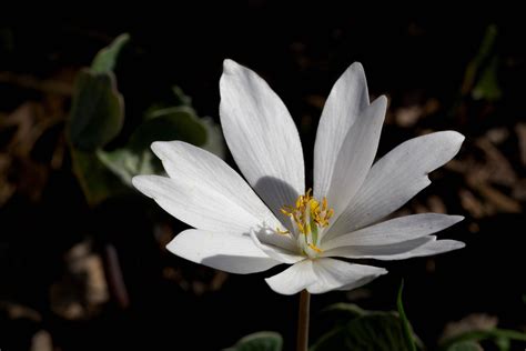 Free picture: bloodroot, Sanguinaria, canadensis, spring, blooming, herbaceous, perennial