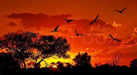 Landscape of Africa with warm sunset, ... | Stock image | Colourbox