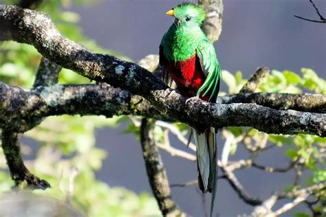 Quetzal » Características, Alimentación, Hábitat, Reproducción ...