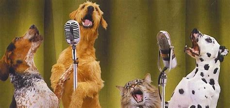 Cat Dog Singing Ringtone | Free Ringtone Downloads | Funny Ringtones