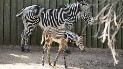 Chicago's Lincoln Park Zoo welcomes adorable new zebra foal